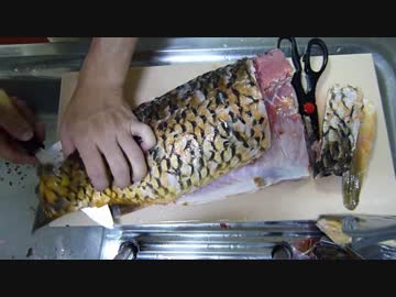 釣ったマゴイで鯉こく