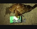 アウトドアをやろう！ 「カサゴ釣ってたべるぞ」 in 八丈島