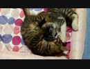 遊びたい仔猫と眠りたい仔猫