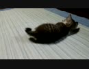 遊ぶ仔猫