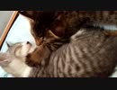 眠る仔猫兄妹