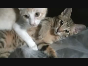 【ティガロビ生活記】ただいまティガロビ！帰ってきた我が家！