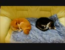 柴犬ひかいちと猫ミルキー　雨の朝