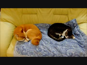 柴犬ひかいちと猫ミルキー　雨の朝