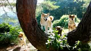 朝日を浴びる柴犬ひかいちめろ親子