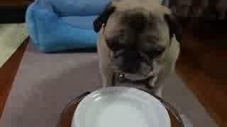 たらこ　ヤギミルクのむ。