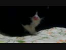 生後1ヶ月程度の捨て猫を保護【4年前】