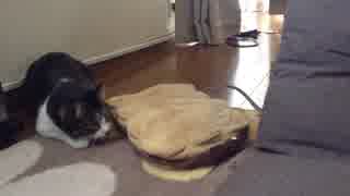 猫と出会う