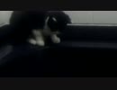 捨て猫その後2