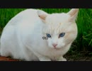 【心霊ちょっといい話part1】その27  子犬