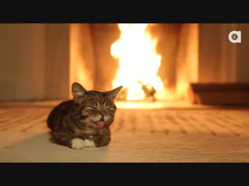 暖炉と障害を持つ猫