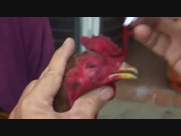 敏感にわとり君