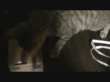 【ティガロビ生活記】貯金箱VS猫～終わらない戦い～