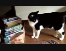 大掃除中の部屋を闊歩する猫