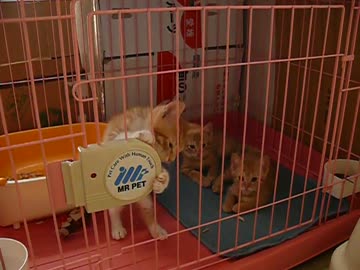 脱出子猫