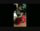 仔猫の日常【引取1週間目】