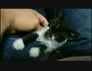 野良猫拾った