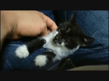 野良猫拾った
