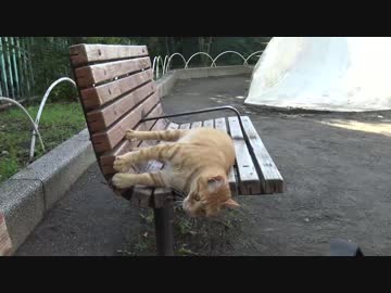 人懐こい茶トラ猫と一か月ぶりに住宅街を散歩する