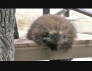 2階で一休みするカナダヤマアラシ