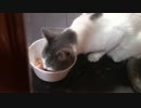 こんしゅうのおやつ【蒼民家の猫々】