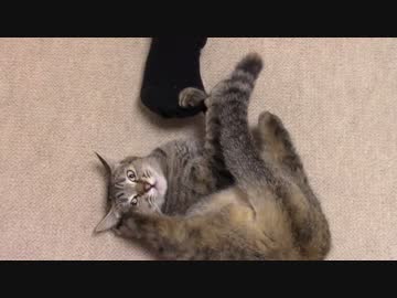 拾いねこ＠生後1111/1078日目　例のポーズで足に食らい付く月音さん