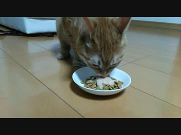 【拾い猫】アルトとパパ男同志の遊び