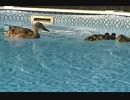 Duck Video AVI