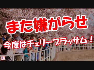 【また嫌がらせ】 今度はチェリーブラッサム！