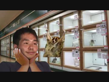 ペットを飼うためにペットショップに行く先輩.mp4