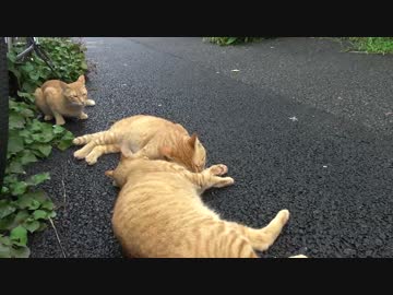 【公園猫戦争】茶トラ4兄弟、敵猫一家への逆襲を開始する