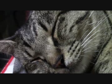 きょうの【蒼民家の猫々】