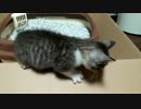 仔猫トイレその後に【引取2日目】