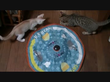 【ティガロビ生活記】例のおもちゃに案の定ハマる猫たち