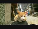 道後の温泉街でバイクに乗るねこ