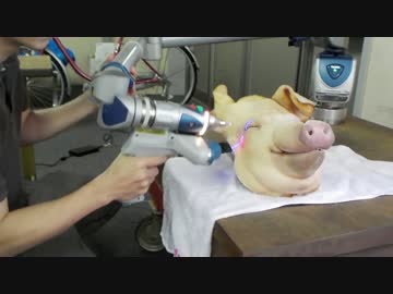 Sus scrofa domesticus 豚のかしら３Ｄスキャニング