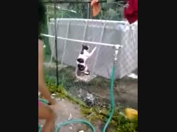 猫ちゃんの初めてのシャワー