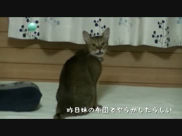【ティガロビ生活記】実家猫の包囲をガン無視し怒られる猫たち