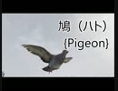 【GTA5】動物図鑑「ハト」【PS4】
