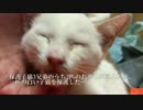 保護された白い子猫、先住猫たちを圧倒する
