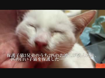 保護された白い子猫、先住猫たちを圧倒する