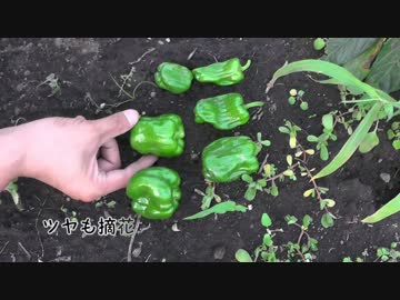 まったり農家な一日　第22話