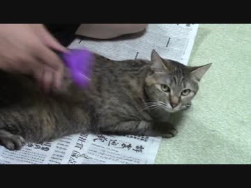 拾いねこ＠生後1113/1080日目　毛剃り回