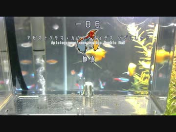 【一日目】アピストグラマ・カカトイデス・ダブルレッド【稚魚】