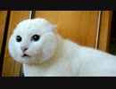 驚かされた猫２