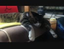 うちの猫の寝姿を撮影してみた（７月２２日）