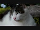 ベンチの上のパンダ猫