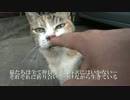 【猫クイズ】この猫の名前はなに？