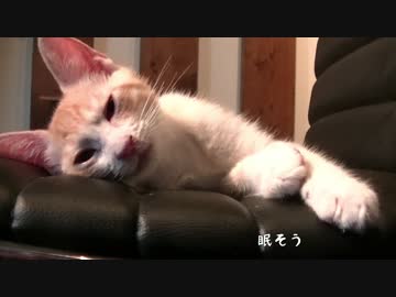 【ティガロビ生活記】ロビンをじっくリと舐め回すように観察