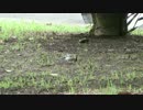 【鳥さんぽ】7月の野鳥調査【梅雨明けのセミ】